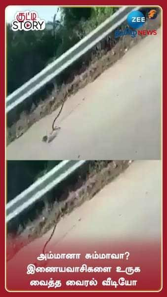 Emotional Video: Rat Fights With Poisonous Snake To Save her Child