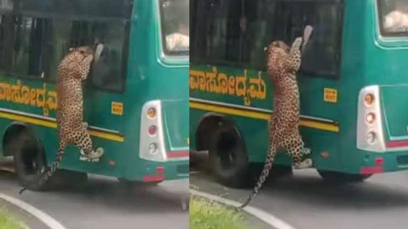 பேருந்தில் ஏற முயற்சி செய்த சிறுத்தை! அலறியடித்து ஓடிய பயணிகள்! title=