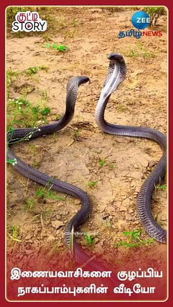 Scary Fight Between 2 Cobras, big Twist in the End: Watch Viral Video Here