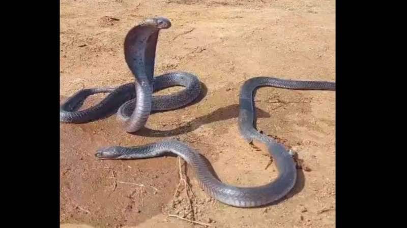 இறந்த ஆண் பாம்பை பார்த்து துடிதுடித்த பெண் பாம்பு - வைரல் வீடியோ