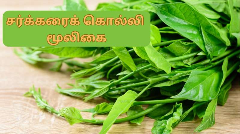 நீரிழிவு நோயை நிர்மூலமாக்கும்... சர்க்கரைக்கொல்லி என்னும் அற்புத மூலிகை...