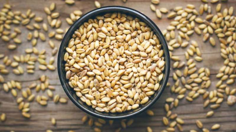 பார்லியில் இருக்கு எக்கச்சக்க நன்மைகள்: எந்த நோய்க்கு எப்படி சாப்பிடுவது? விவரம் இதோ