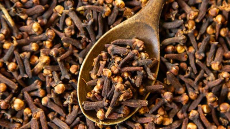 மருந்தாகும் மசாலா: கிராம்பு உட்கொள்வதால் கிடைக்கும் சூப்பர் நன்மைகள்
