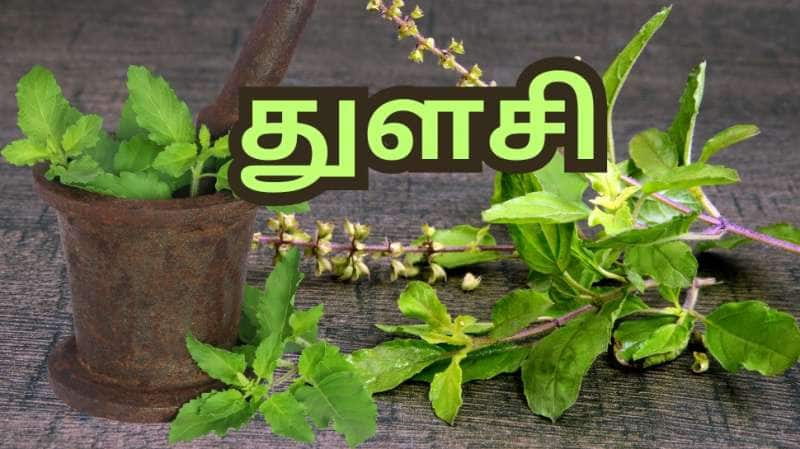 தினம் வெறும் வயிற்றில் 4 - 5 துளசி இலைகள் போதும்... உச்சி முதல் பாதம் வரை அருமருந்து