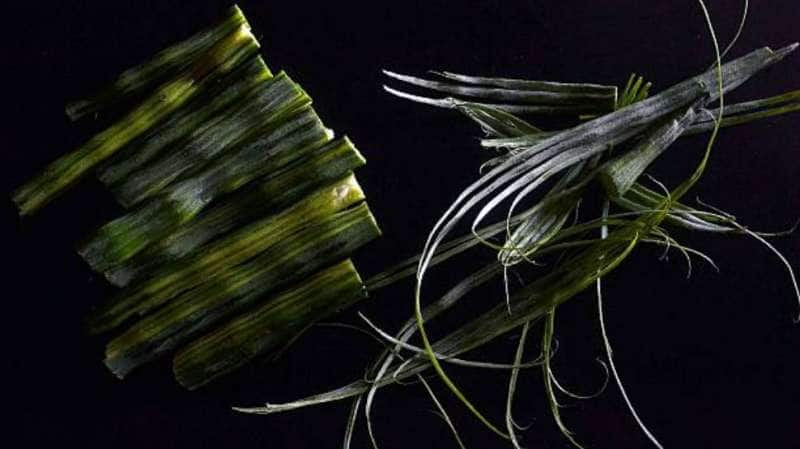 முருங்கைக்காய் சாப்பிடக் கூடாதவர்கள் – முக்கிய காரணங்கள்