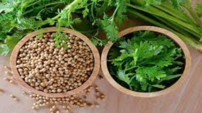 நீரிழிவு முதல் செரிமானம் வரை.... பல பிரச்சனைகளின் ஒரே தீர்வு தனியா