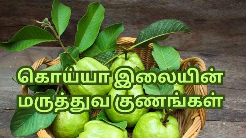 கொலஸ்ட்ரால் முதல் ஆஸ்துமா வரை... வியக்க வைக்கும் கொய்யா இலையின் மருத்துவ குணங்கள்