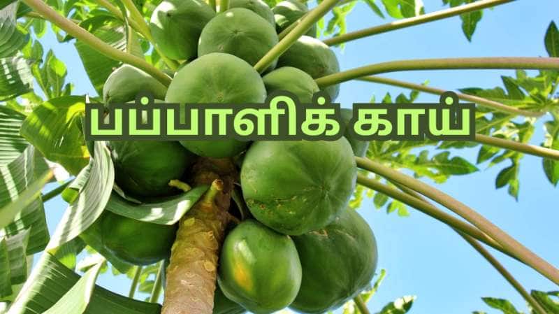 மூட்டுகள் - சிறுநீரகத்தை பாதிக்கும் யூரிக் அமிலத்தை... கரைத்து வெளியேற்றும்  பப்பாளிக் காய்
