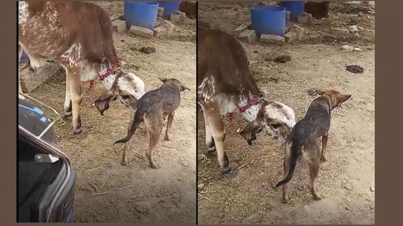 கன்றுகுட்டிக்கு தாயாக  மாறிய நாய் : மனிதநேயத்தை மிஞ்சிய மிருகநேயம்!