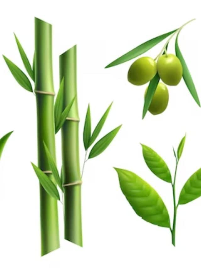 bamboo